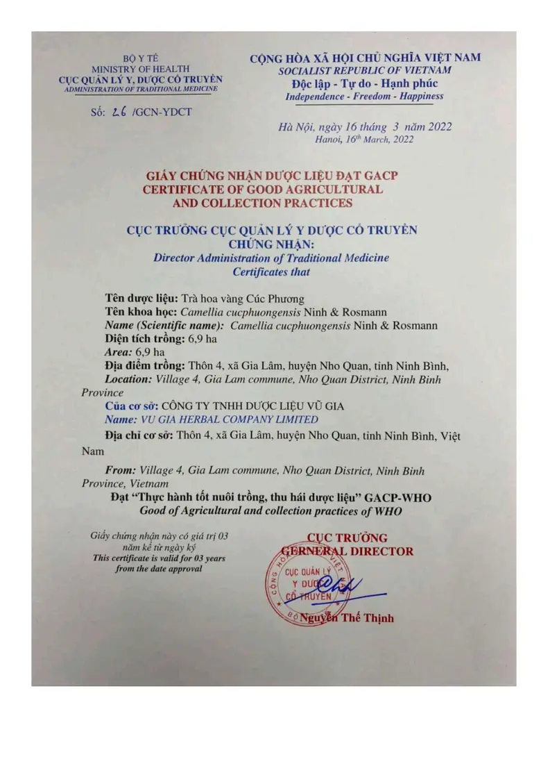 GACP-WHO vùng trồng Trà Hoa Vàng